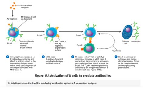 B cells b. . What cells produce antibodies quizlet